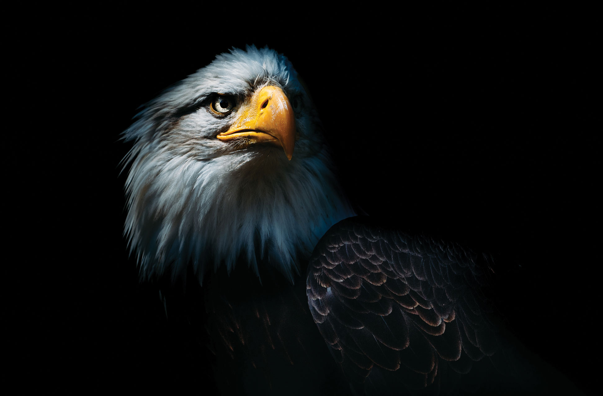 Understanding America's Spirit Animal | Leader's Edge Magazine