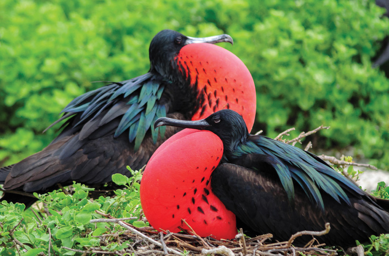 Wanderlust: The Galápagos Islands  