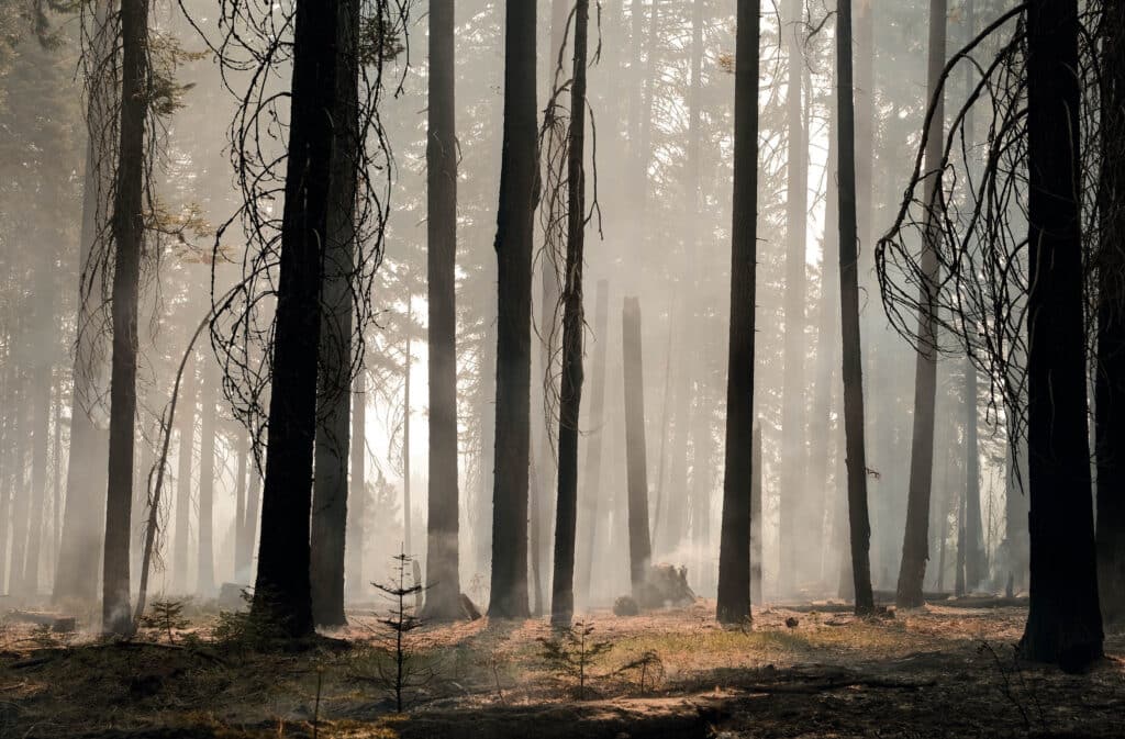 Examining Loss Estimates