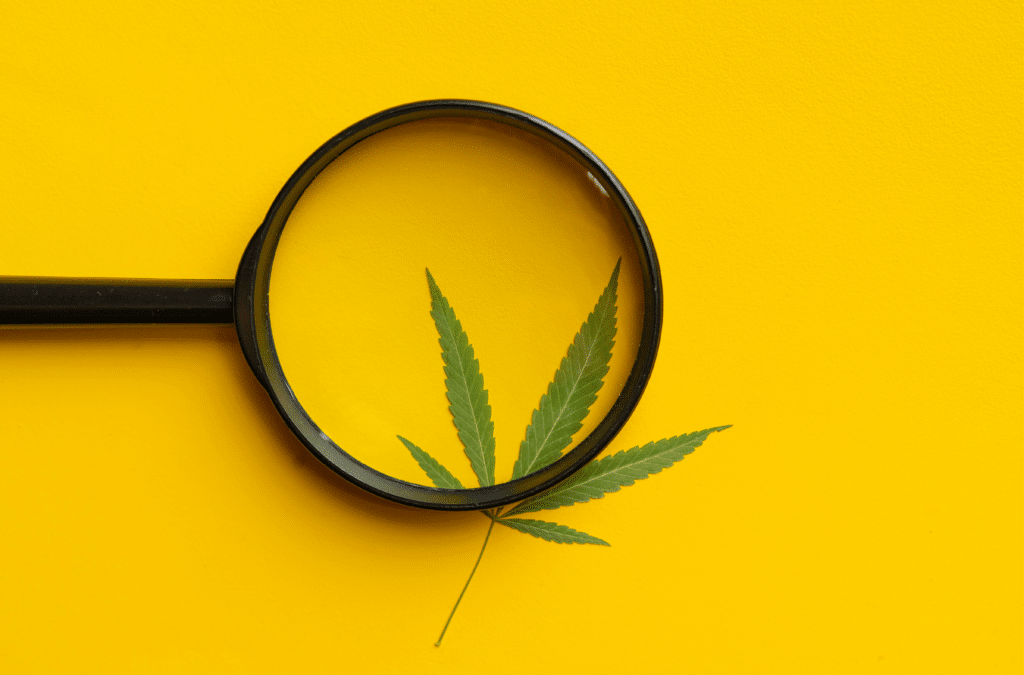 Getting in the Weeds on Shifting Cannabis Policy